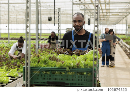 Busy group of farm workers cultivating healthy nutritious organic bio vegetables in sustainable pesticide free greenhouse. Farmer pushing cart full of locally certified eco friendly leafy greens Busy group of farm workers cultivating healthy nutritious organic bio vegetables in sustainable pesticide free greenhouse. Farmer pushing cart full of locally certified eco friendly leafy greens 103674833