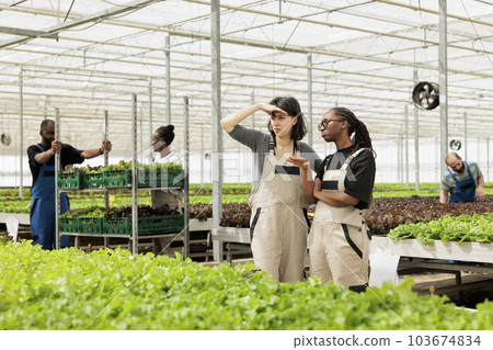 Farm workers collegues overseeing the organic sustainable eco friendly bio green lettuce plantation in sunny weather. Local entrepreneurial chemical free horticultural greenhouse Farm workers collegues overseeing the organic sustainable eco friendly bio green lettuce plantation in sunny weather. Local entrepreneurial chemical free horticultural greenhouse 103674834
