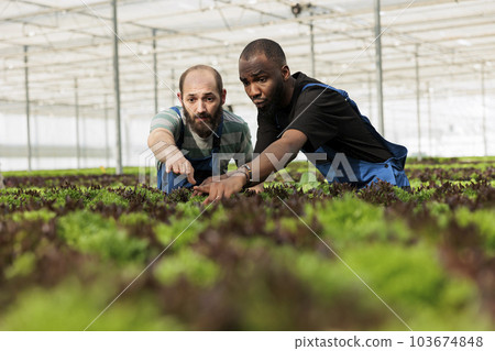 Teamworking farm workers carefully inspecting vegetable plantation crop yields are growing in healthy certified organic way without using harmful chemicals. Local horticulture sustainable greenhouse 103674848