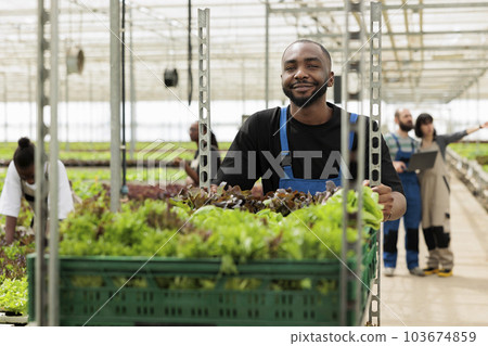 Farmer pushing freshly harvested crops cart in bio greenhouse using green energy, recycled water and chemical free natural fertilizer. Local eco leafy greens sustainable hydroponic plantation 103674859