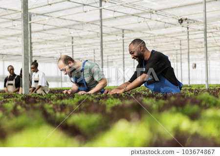 Farmer and collegue inspecting vegetable plantation crop yields for harmful insects without using pesticides. Modern entrepreneurial eco greenhouse with negative co2 footprint 103674867