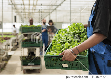 Farm worker holding crate full of ripe locally grown organic fresh green lettuce from sustainable eco friendly bio crop harvest. Environmentally conscious modern zero waste greenhouse Farm worker holding crate full of ripe locally grown organic fresh green lettuce from sustainable eco friendly bio crop harvest. Environmentally conscious modern zero waste greenhouse 103674869