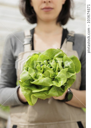 Locally grown nutritious vegan food crop naturally and sustainably harvested in herbicide free environmentally conscious greenhouse. Fresh bio eco friendly lettuce, close up Locally grown nutritious vegan food crop naturally and sustainably harvested in herbicide free environmentally conscious greenhouse. Fresh bio eco friendly lettuce, close up 103674871