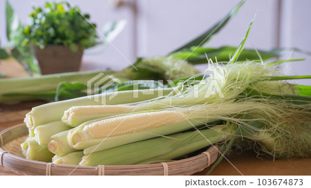 年輕的玉米 103674873