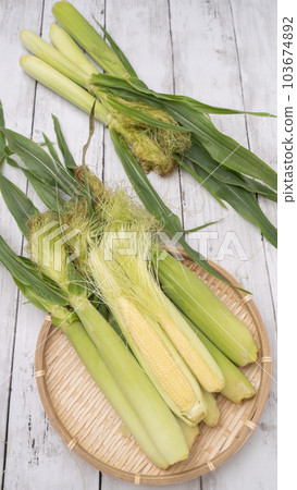 年輕的玉米 103674892