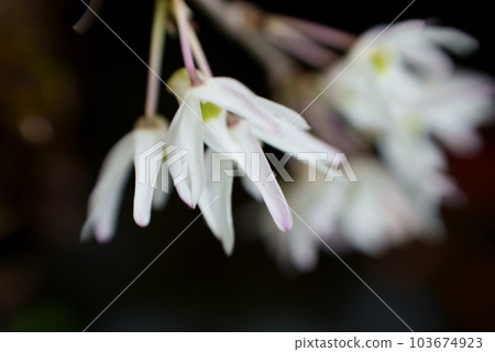 開花的相當白色蘭花花 103674923