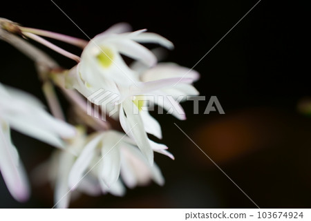 盛開的純白蘭花 103674924