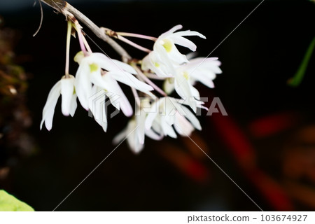 beautiful white orchid 103674927