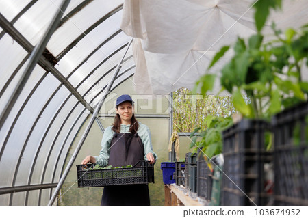 woman with box of seedlings in greenhouse transplants of vegetables and fruits, tomatoes woman with box of seedlings in greenhouse transplants of vegetables and fruits, tomatoes 103674952