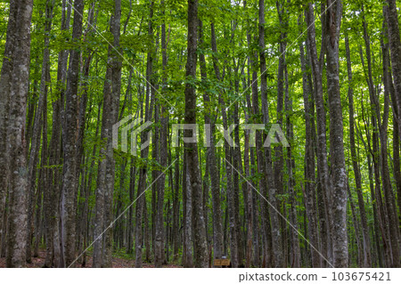 Secondary beech forest in early summer 103675421
