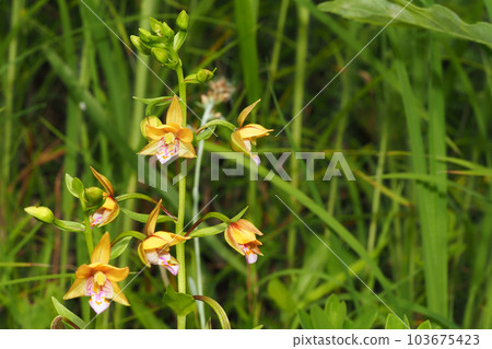 Kakiran花 103675423