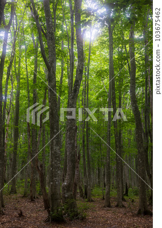 Secondary beech forest in early summer Secondary beech forest in early summer 103675462