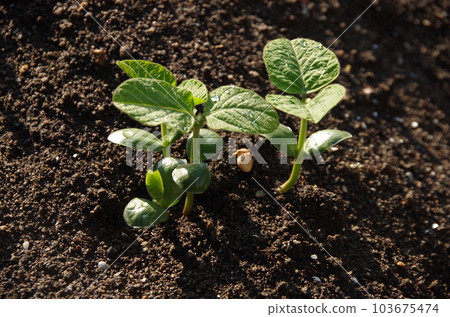 毛豆栽培 毛豆栽培 103675474