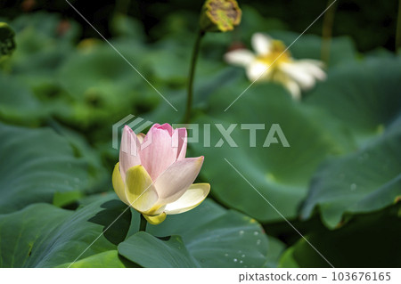 Lotus flower 103676165
