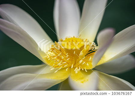Lotus flower 103676167
