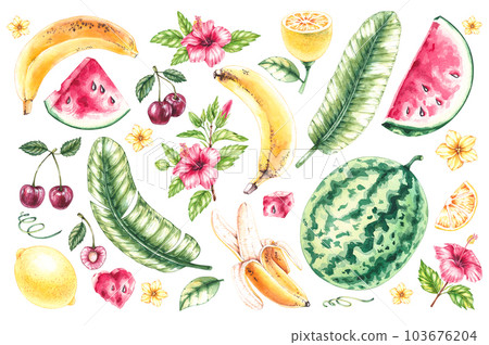 Tropical fruits in watercolor on white 103676204