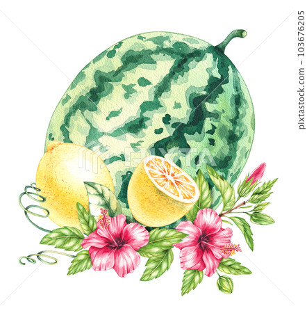 Tropical fruits watercolor composition on white 103676205