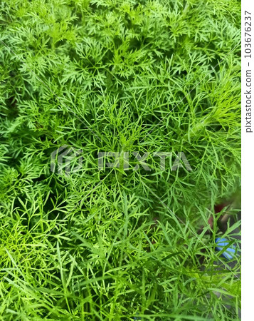 Dogfennel plant green leaves texture background  103676237