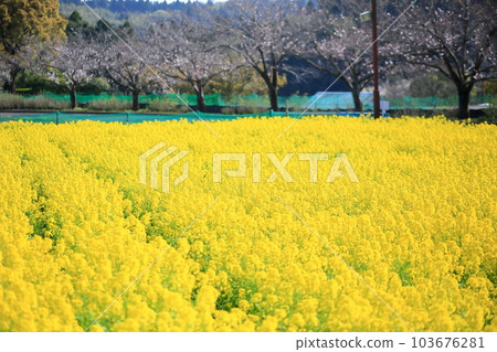 強姦開花 強姦開花 103676281