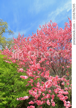 櫻花 櫻花 103676295