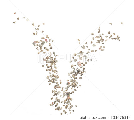 Seashell fall splashing in air. sea shell explosion flying, abstract cloud fly. Many Small Seashell scatter in many group. White background isolated high speed shutter freeze motion Seashell fall splashing in air. sea shell explosion flying, abstract cloud fly. Many Small Seashell scatter in many group. White background isolated high speed shutter freeze motion 103676314