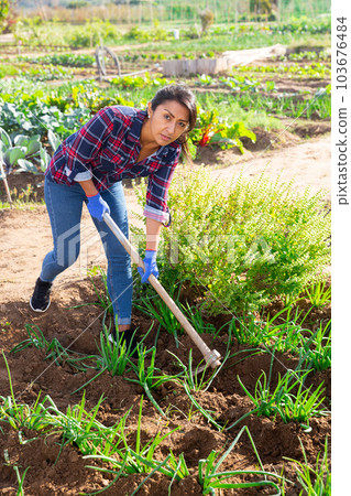 Woman gardener hoeing soil in onion rows in Stock Photo