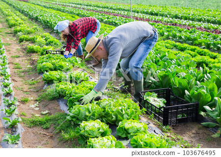 Gardeners husband and wife picking harvest of green lettuce 103676495
