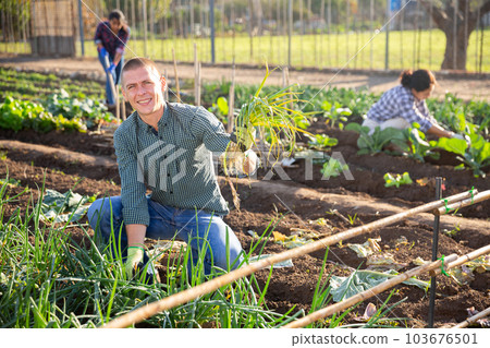 Successful male gardener with green onion on field 103676501