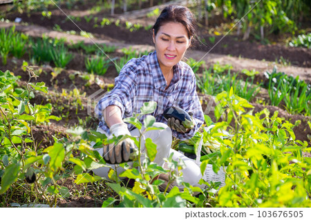 Portrait of woman working in homestead, satisfied with growing eggplant 103676505