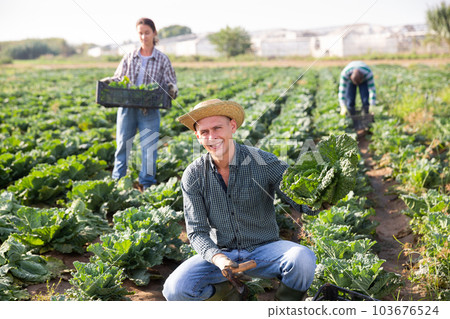 Successful horticulturist with savoy cabbage on farm plantation 103676524