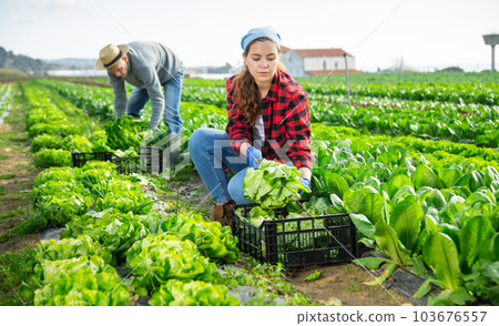 Portrait of farmer with harvest of salad on field 103676557