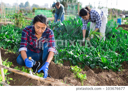 Latina woman caring for plants in garden with another worker 103676677