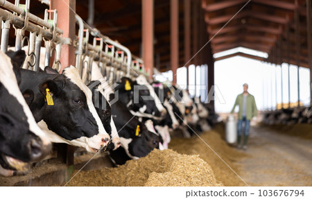 Male farmer carries a large milk can in his hands at cow farm 103676794