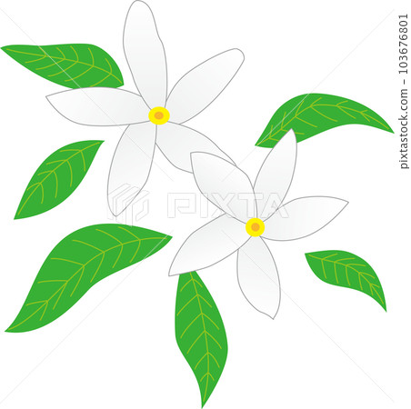 茉莉花和葉子的插圖 茉莉花和葉子的插圖 103676801