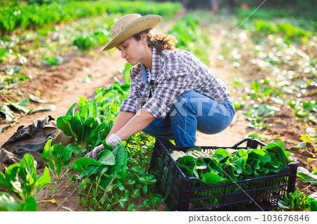 Female farmer harvesting bok choy on farm plantation Female farmer harvesting bok choy on farm plantation 103676846