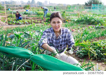 Woman harvesting scallions on vegetable garden on spring day Woman harvesting scallions on vegetable garden on spring day 103677050