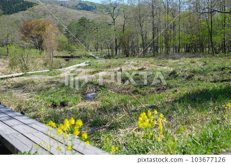 再生中的霧谷濕地風光 103677126