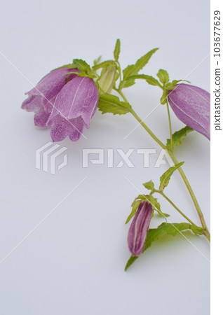 Purple fireflies blooming flowers 103677629