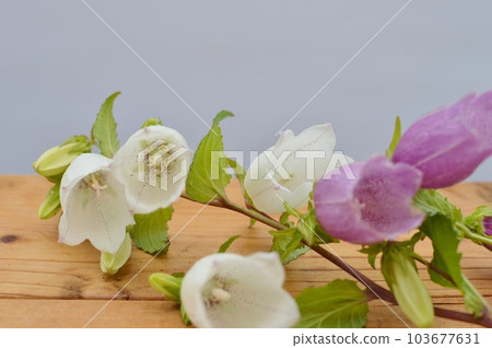 purple and white campanula flower 103677631