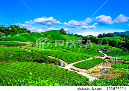 宇治茶村石寺茶園 103677654