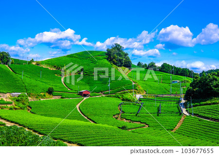 Uji Tea Village Ishitera Tea Farm Uji Tea Village Ishitera Tea Farm 103677655