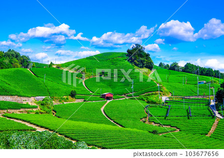 宇治茶村石寺茶園 103677656