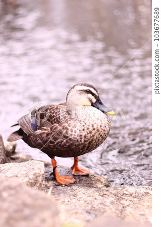 plump duck plump duck 103677689