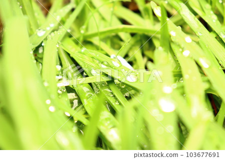 Leaves of rain 103677691