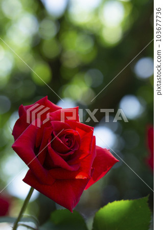 Roses in nature. The name of the rose variety is "Cheers" 103677736