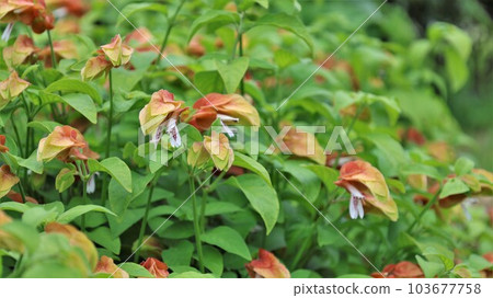 Koebisou（帶視頻） 103677758