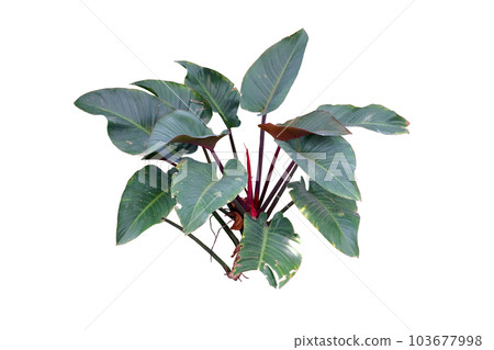 Philodendron (Philodendron sp. Ruaysap ) Philodendron (Philodendron sp. Ruaysap ) 103677998