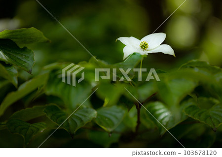Dogwood of Koya Hanamiyama Dogwood of Koya Hanamiyama 103678120