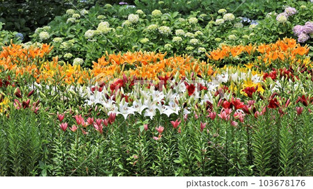 花園、百合和繡球花（帶視頻） 103678176