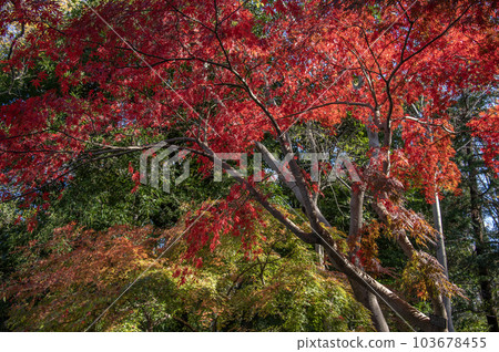 東京都港區南麻布有棲川之宮紀念公園秋葉 東京都港區南麻布有棲川之宮紀念公園秋葉 103678455